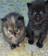 black and brown cat's 🙀