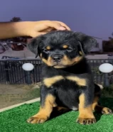 Rottweiler puppies جراء روت وايلر