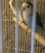 Lovebird male opline femail albino