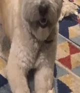Old كلب لعوب عمره 4 سنوات للبيع