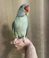 البيع بيبي متو نيبالي فروخ نهاية عس ربوه