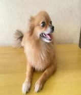 كلب صحي ونشيط ولعوب ومع القفص