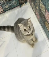 قطة للبيع مع اغراضها