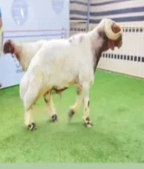 خروف نعيم فحل مرسس طوله فوق ال 90 منتج يقرع هد ويد