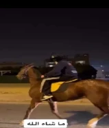 للبيع حصان ريس