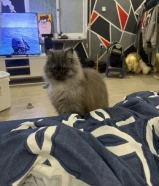 قط الهيملايا