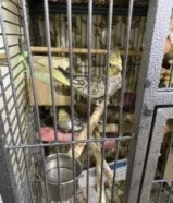 طيور حب 2عددطيوركاروان 5حبه مع اثنين قفس اربع غرفه نوم طيور مع اثنين قفس كبير