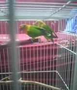 green opaline lovebird