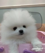 Pomeranian puppies for sale