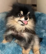 8 Super Cute Months old Pomeranian for sale