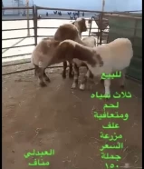 للبيع شليه غنم