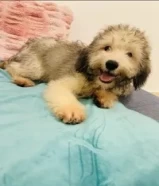 Amazing cute Puppy for Sale