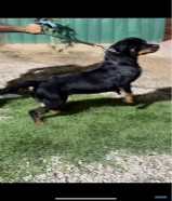 Rottweiler