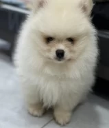 2 Months Old Pomeranian