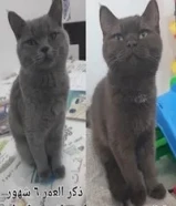 قطط للتبني cats/kittens for adoption