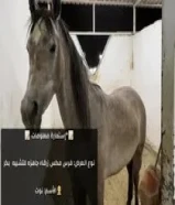 للبيع خيول طيبه64443312