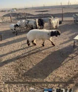 للبيع طلي تحت امه