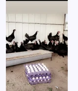 بيض دجاج عربي بلدي للاكل