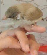 طيور عراقيه
