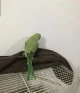 طير للبيع‏ سلام عليكم