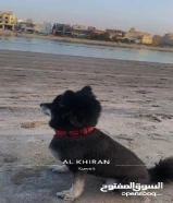 كلب بومرينيان نثيه للبيع العمر سنتين ونص متدرب على الست ودوان والستي ويعرف اسمه سويده السعر 200