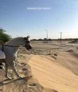 حصان بلدي شرط السلم