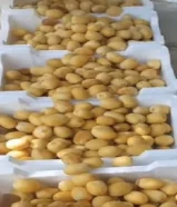 عثوق خلال برحي مازال غير مستوي للحج احجز لاعلى سعر