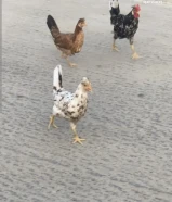 للبيع دجاج