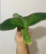 متوه نيبالي عس