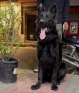 ذكر جيرمن لونج هير رويال بلاك من اقوى خطوط الدم فى العالم