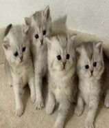 للبيع كتن اناث وذكور