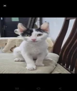 قط للتبني بدون مقابل ابيض واسود ملامحه جميله ويحب اللعب