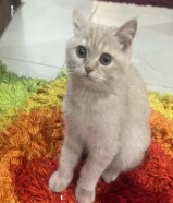 قط للتبني بسبب السفر عمره 11شهر