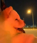 Chow Chow