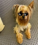 انثى يورك شاير