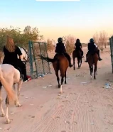 مدرسة لتدريب على الخيل + ربط ايواء