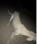 للبيع سلقه
