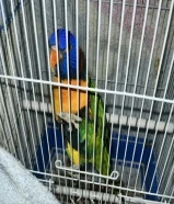 للبيع طائر لوري اليف مع قفصين، القفص الاساسي المتحرك وبيت داخله للطير، وقفص صغير في حال تريد غسل..