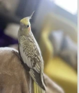 طير انثى كروان ربوة