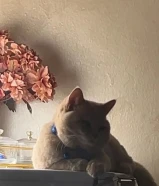 قط ذكر تبني نوعه مكس