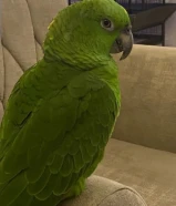 يلوناب جامبو