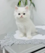 كيتن سكوتش فولد وانواع جميله