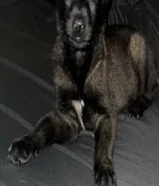 كلب مالينو انتاج سوبر بوبداح