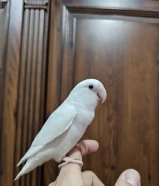 فروخ لوفبيرد ربوة قاطعين عس وبادجي يتكلم