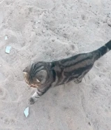 قط بنغلي اللون اسود في بني