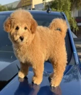 توي بودل نثيه عمرها شهرين ونص حالتها ممتازه جدا