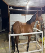 للبيع احصان فرنسي