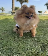 Mini Pomeranian
