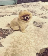 نوع الكلب pomeranian
