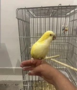 للبيع كويكر ربوه